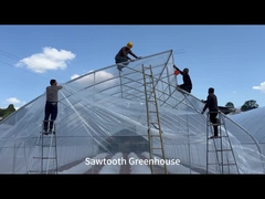 Installation de films plastiques dans les serres à dent de scie