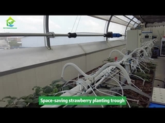 Une vallée de plantation de fraises