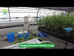Planter des fraises suspendues dans une tranchée