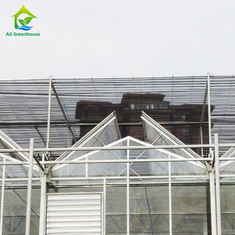 9.6m/10.8m/12m Largeur cadre en alliage d'aluminium verre agricole Venlo Serre multi-span avec triangle de teint