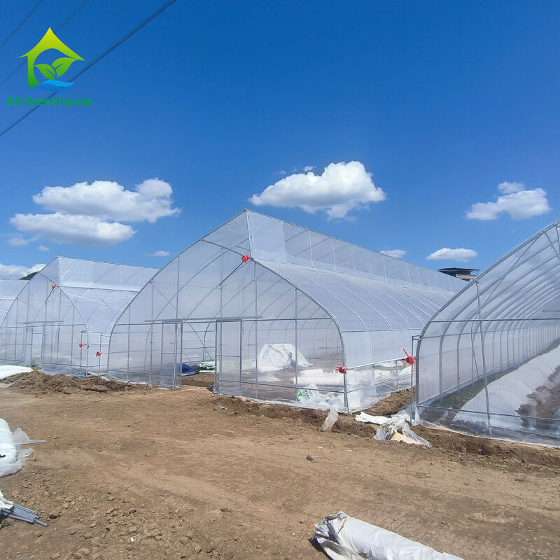 Prix de l'usine Tunel de film plastique sur mesure Tente de culture de tomates Serre pour l'agriculture