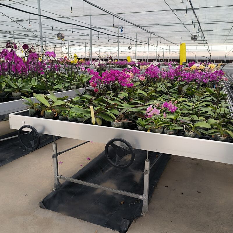 Table à roulement hydroponique mobile pour la culture de plantes en serre
