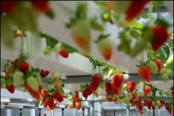 Élevage de fraises en intérieur sans sol Tube en PVC pour la culture hydroponique Système NFT à vendre