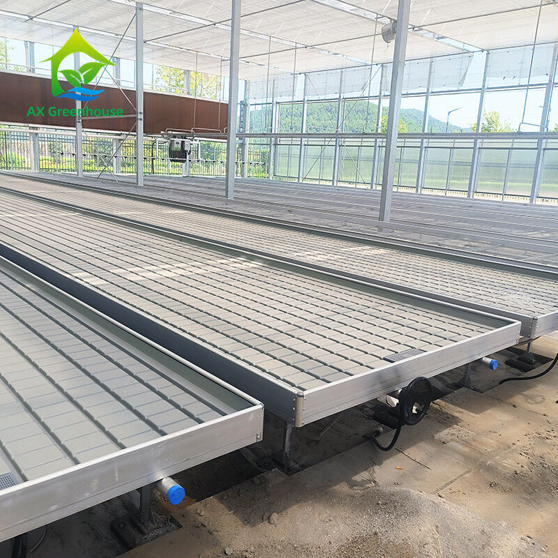 Serre à l'intérieur des bancs hydroponiques et des bancs à rouleaux d'inondation pour cultiver des graines