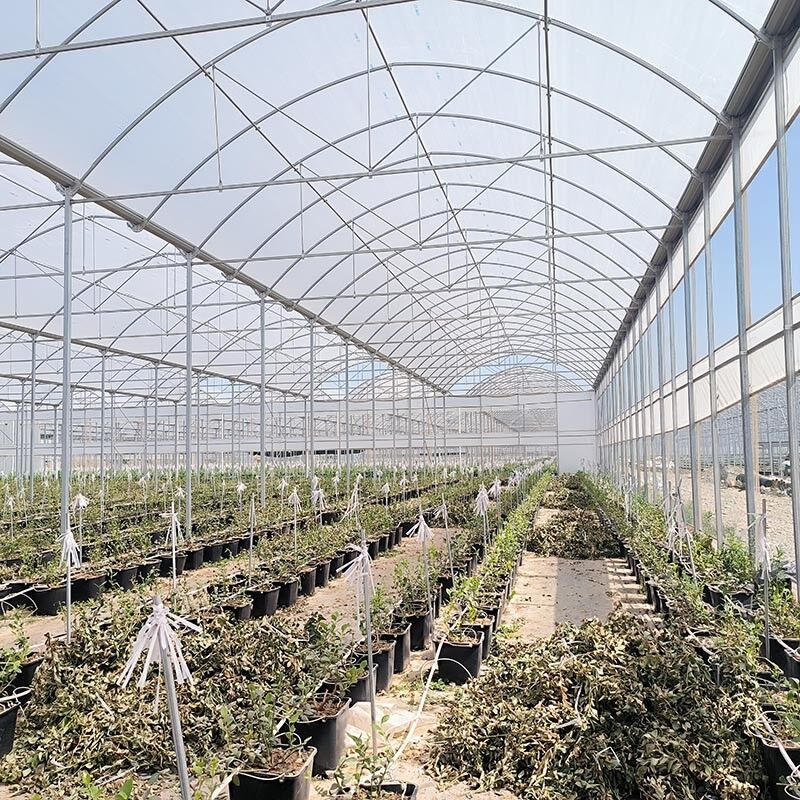 Structure d'acier agricoles Poly tunnel ombrage noir Serre multi-span avec système de refroidissement en option