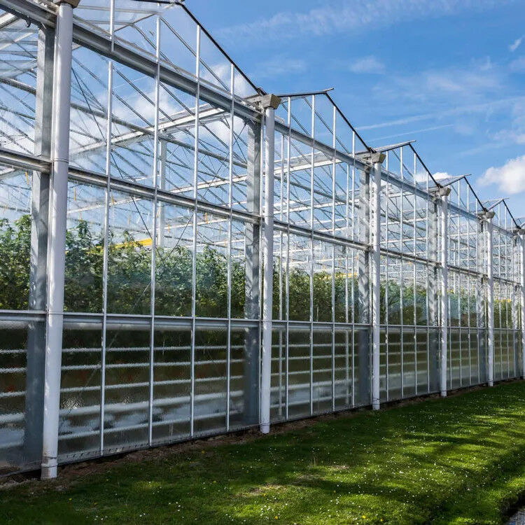 Serre de tomates en verre trempé à chaud en acier galvanisé à plusieurs étendues pour une croissance optimale