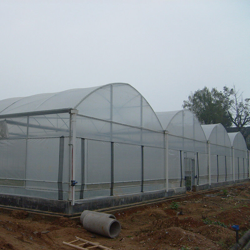 Structure stable Serre hydroponique poly filmée résistante au vent à grande portée et à grande portée pour l'irrigation