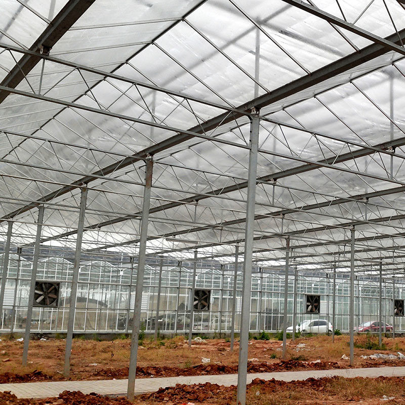Ventilation automatique Vitrage agricole Venlo Grand tunnel Serres à tomates avec système de refroidissement et système de ventilateur
