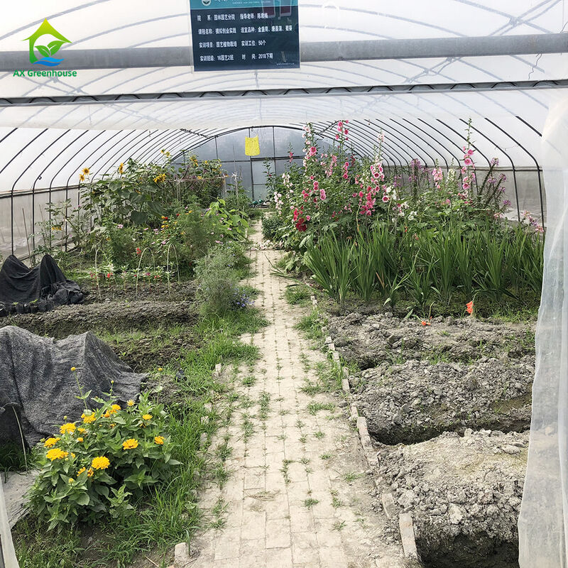 Prix de l'usine Tunel de film plastique sur mesure Tente de culture de tomates Serre pour l'agriculture