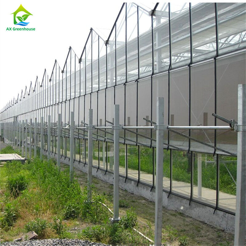Grande serre commerciale en verre Venlo à longue portée avec semis hydroponiques pour les fraises de tomates