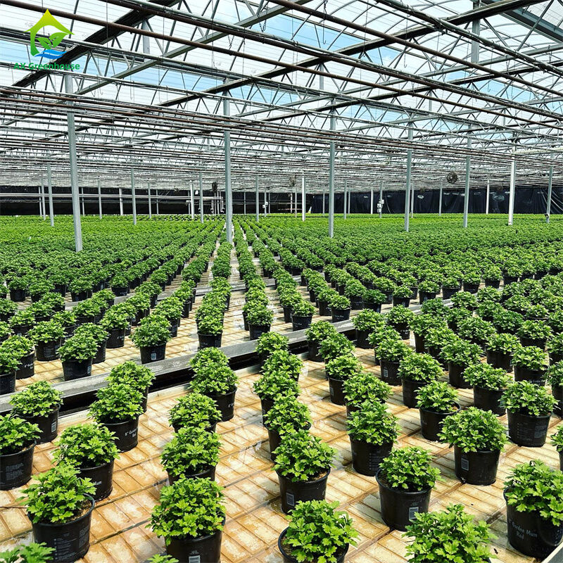 Grande serre commerciale en verre Venlo à longue portée avec semis hydroponiques pour les fraises de tomates