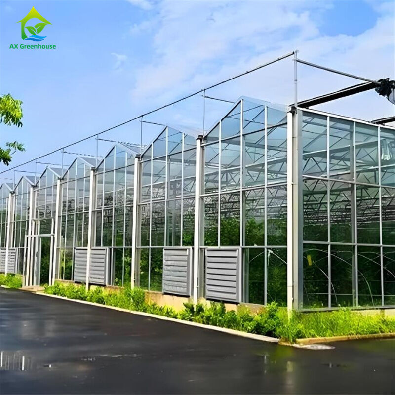 Grande serre commerciale en verre Venlo à longue portée avec semis hydroponiques pour les fraises de tomates