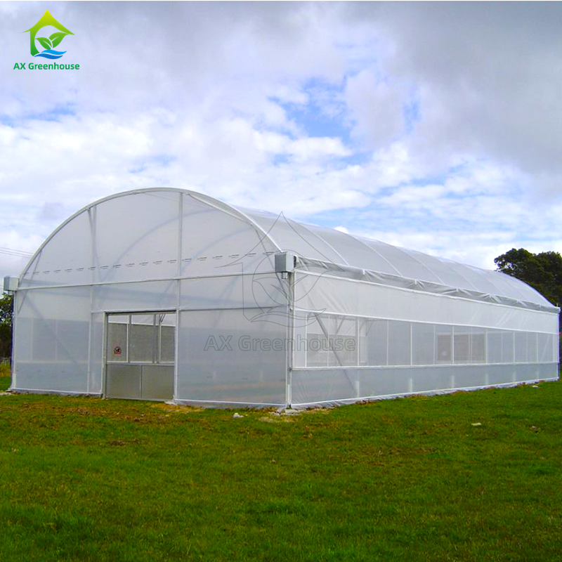Serre agricole bon marché Serre commerciale Serre intelligente à une seule travée pour la plantation de tomates