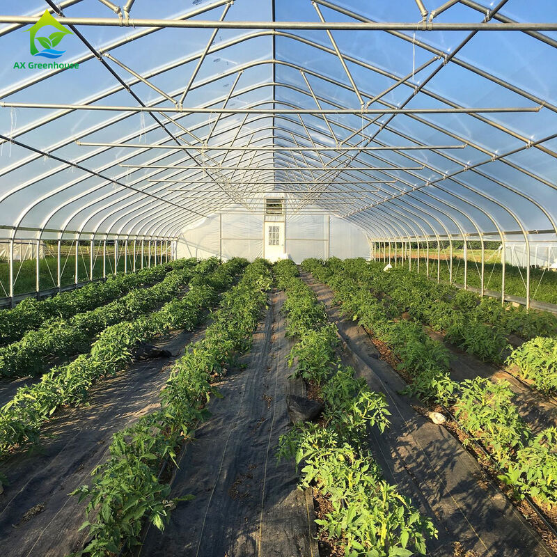 Serre agricole bon marché Serre commerciale Serre intelligente à une seule travée pour la plantation de tomates