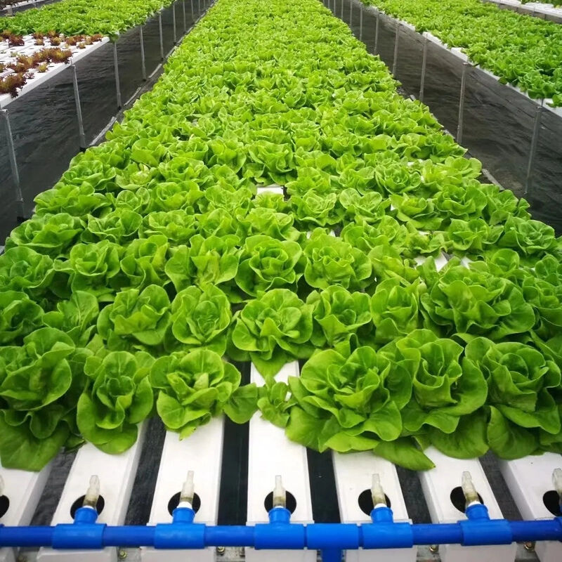 Système hydroponique de ruisseau en PVC NFT de qualité alimentaire avec inhibiteurs UV et dimensions personnalisables pour les serres commerciales